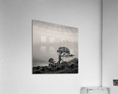 Skye Tree Acrylic Print