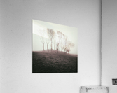 Misty Trees Acrylic Print