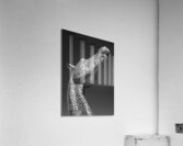 Kelpie Acrylic Print