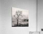 Loch Etive Tree Impression acrylique