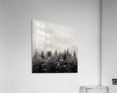 Snowcapped Firs Acrylic Print