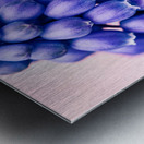 Muscari Buds Metal print