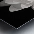 Water Lily Impression metal