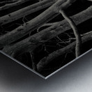 Beech Tree Metal print