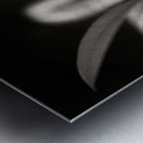 Woodland Study 6 Metal print