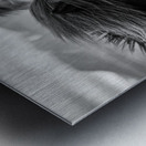 Wild Icelandic Horses Impression metal