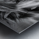 Icelandic Horse Metal print