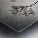 Lone Tree on Buttermere Metal print