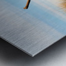 Driftwood Metal print