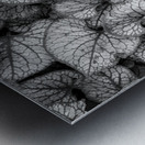 Jack Frost Plant Metal print