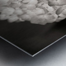 Hydrangea Metal print