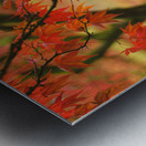 Autumn Japanese Maple Metal print