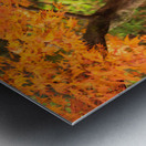 Maple Autumn Beauty Metal print