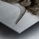 Highland Coo Impression metal