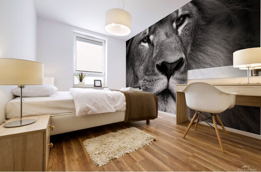 Lion Impression murale