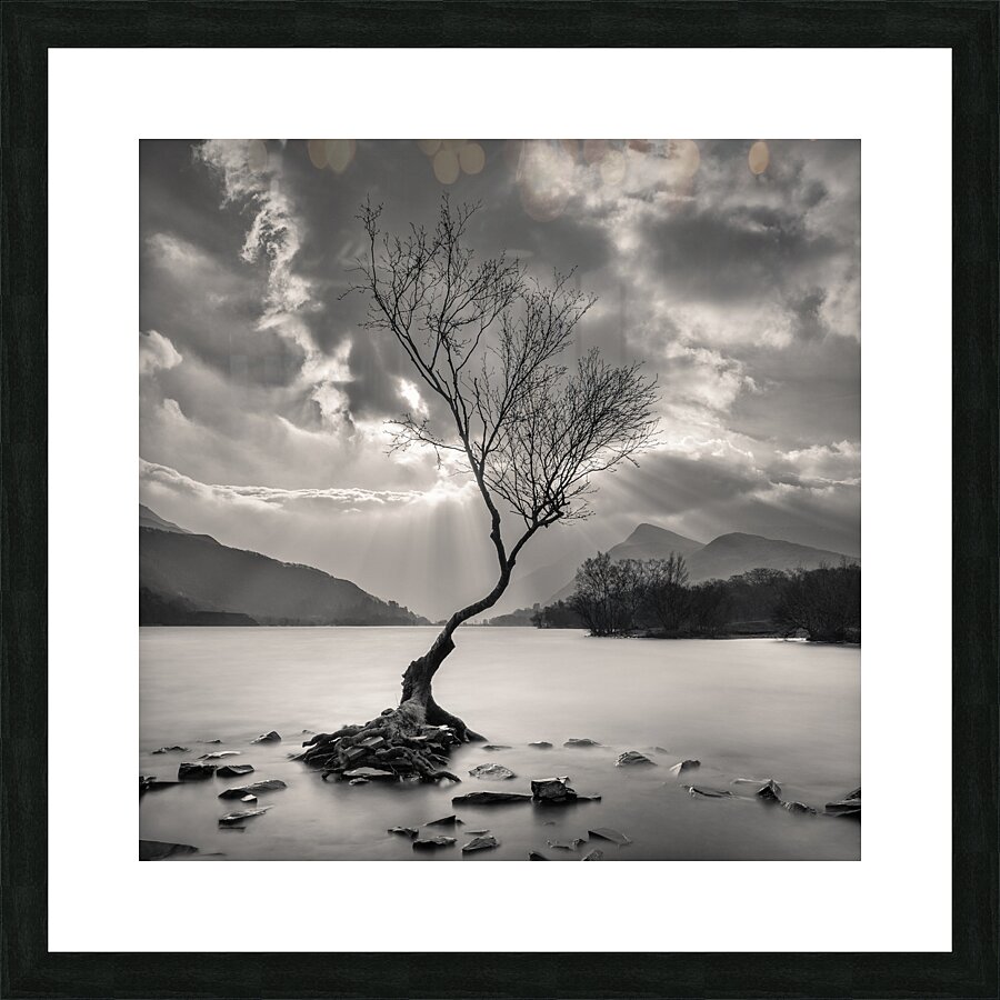The Lonely Tree Impression et Cadre photo