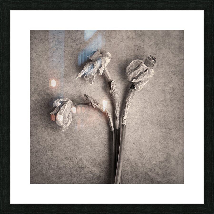 Fading Beauty Picture Frame print