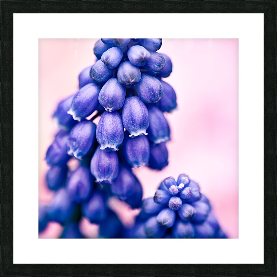Muscari Buds Picture Frame print