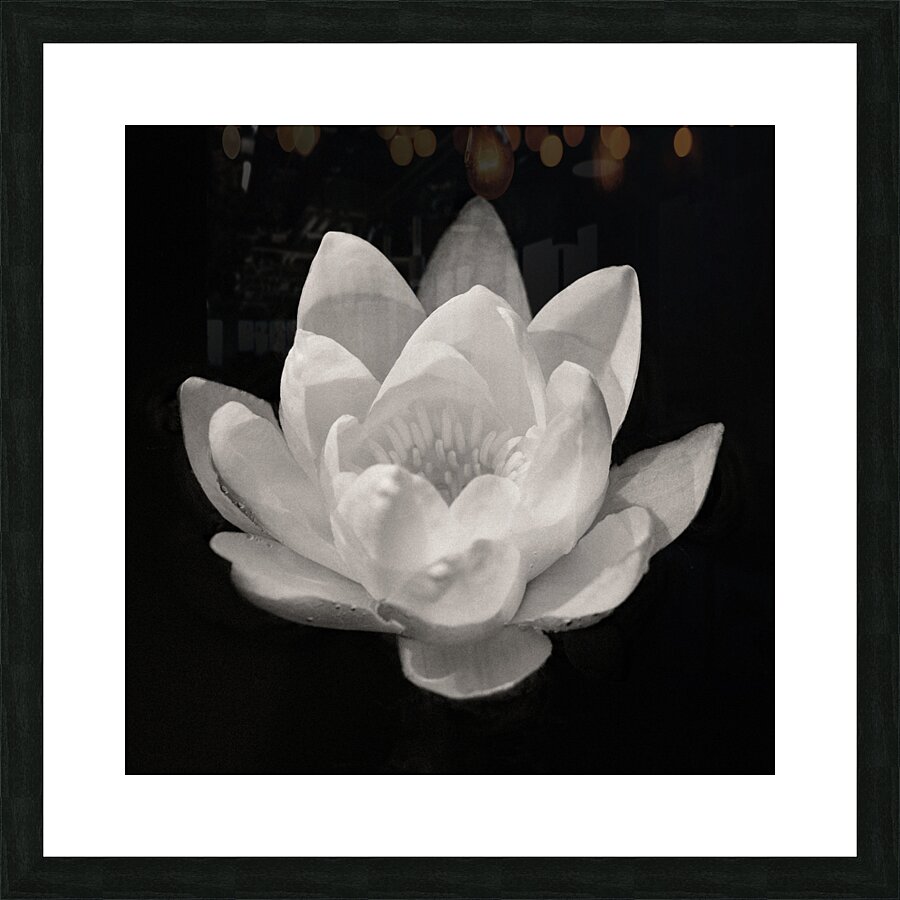 Water Lily Impression et Cadre photo
