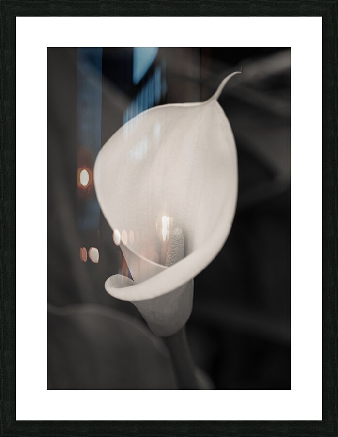 Calla Lily Bloom Impression et Cadre photo
