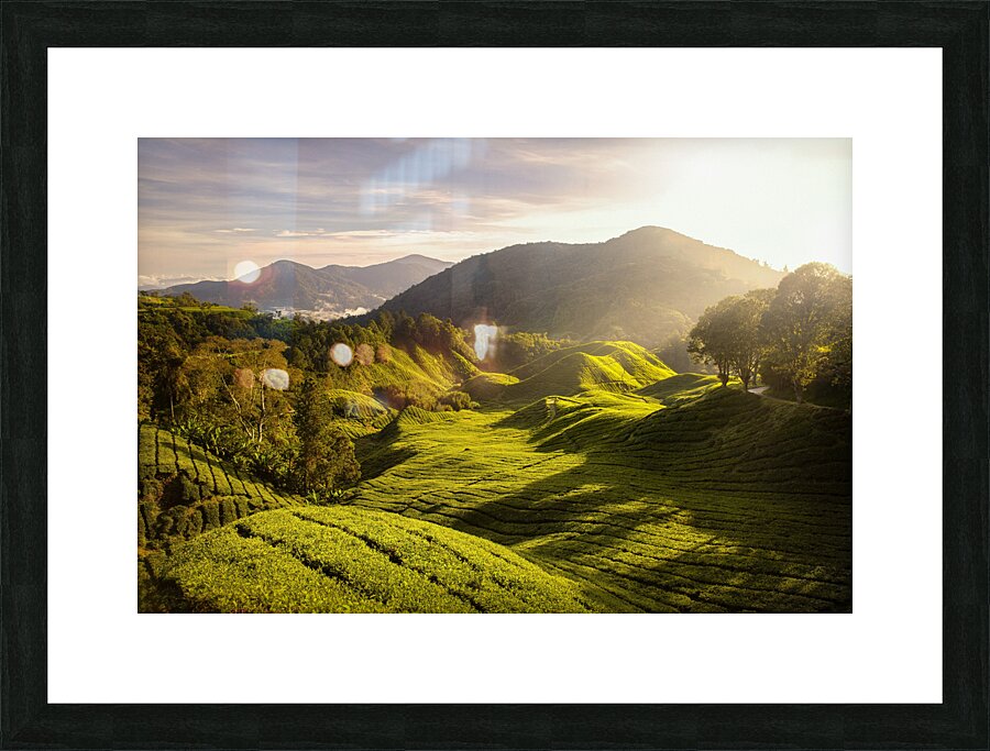 Tea Plantation Sunrise Impression et Cadre photo