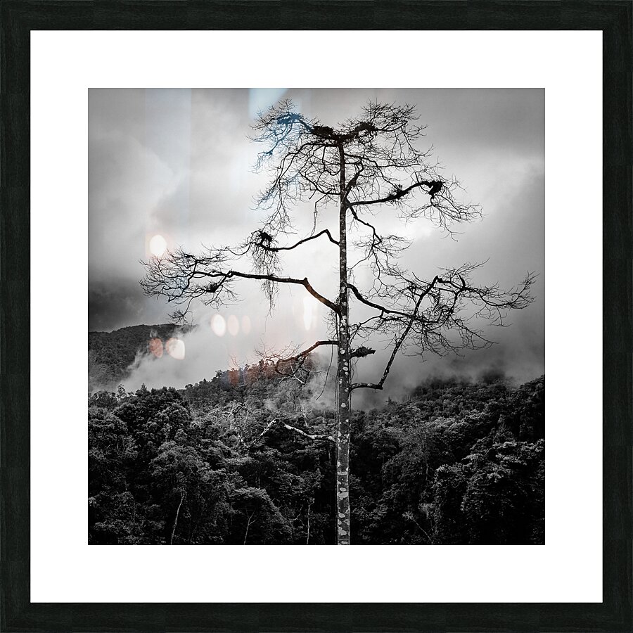 Solitary Tree Picture Frame print