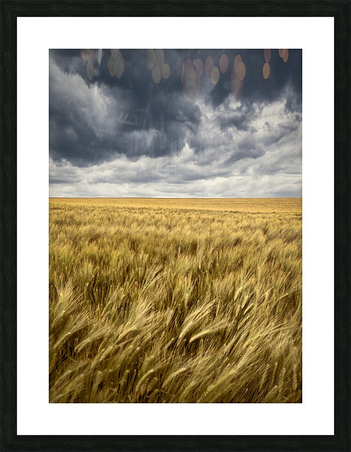 Storm Clouds Over Barley Field Picture Frame print