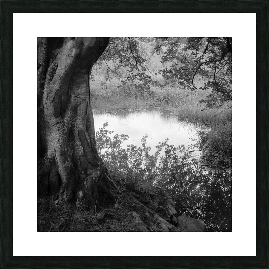Summer Pond Picture Frame print