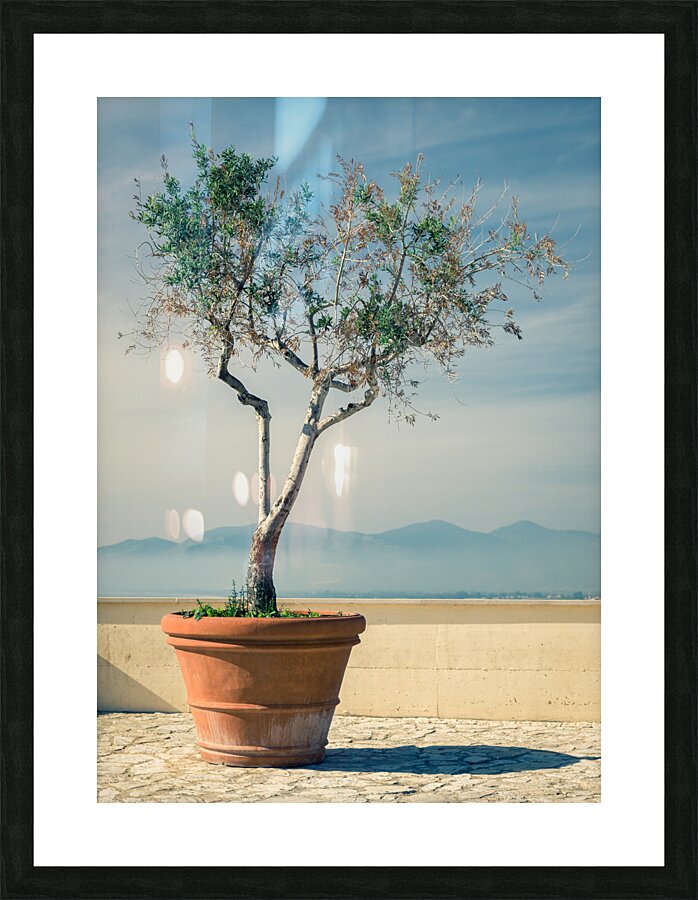Olive Tree Picture Frame print