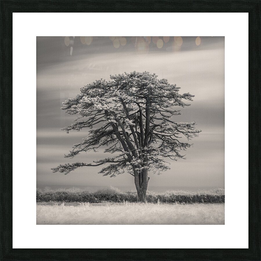 Llansteffan Cedar Tree Impression et Cadre photo