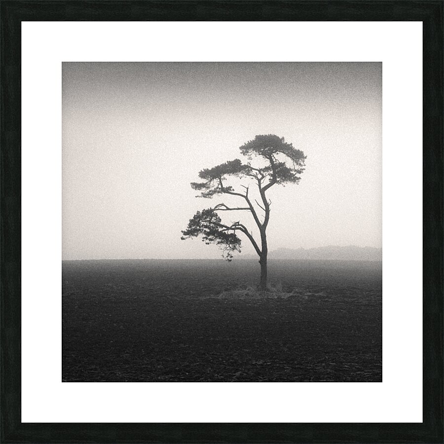 St Cyrus Tree Picture Frame print