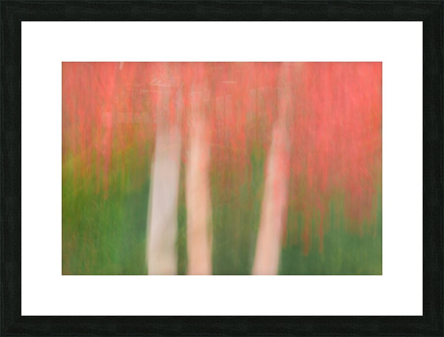 Maple in Motion Picture Frame print