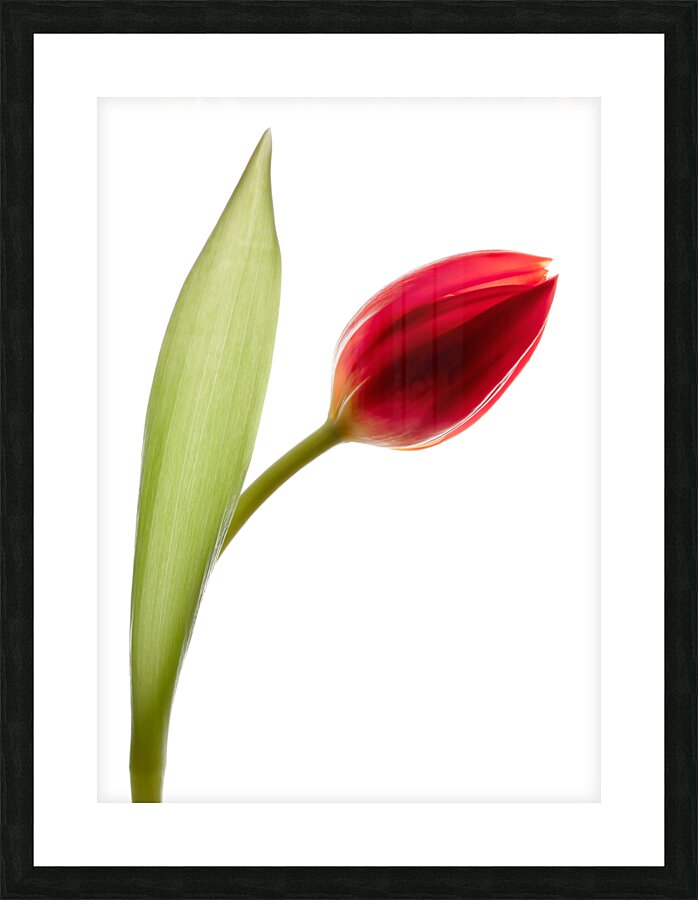 Red Tulip Picture Frame print
