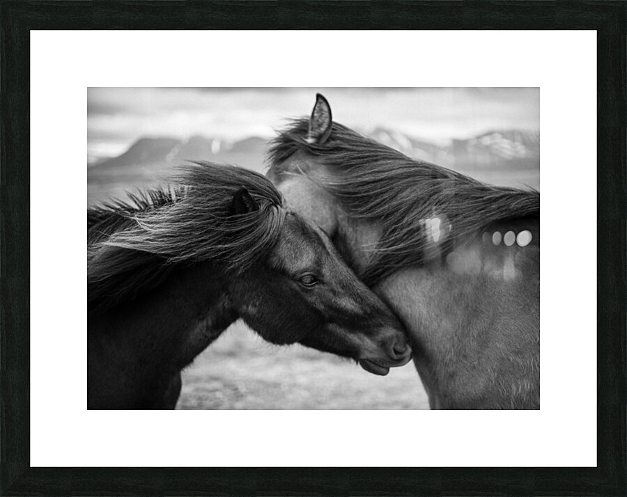 Wild Icelandic Horses Impression et Cadre photo