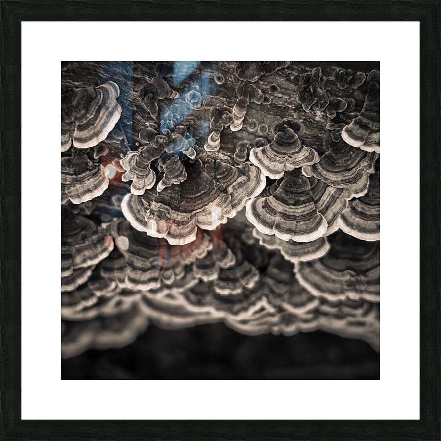 Bracket Fungi Picture Frame print