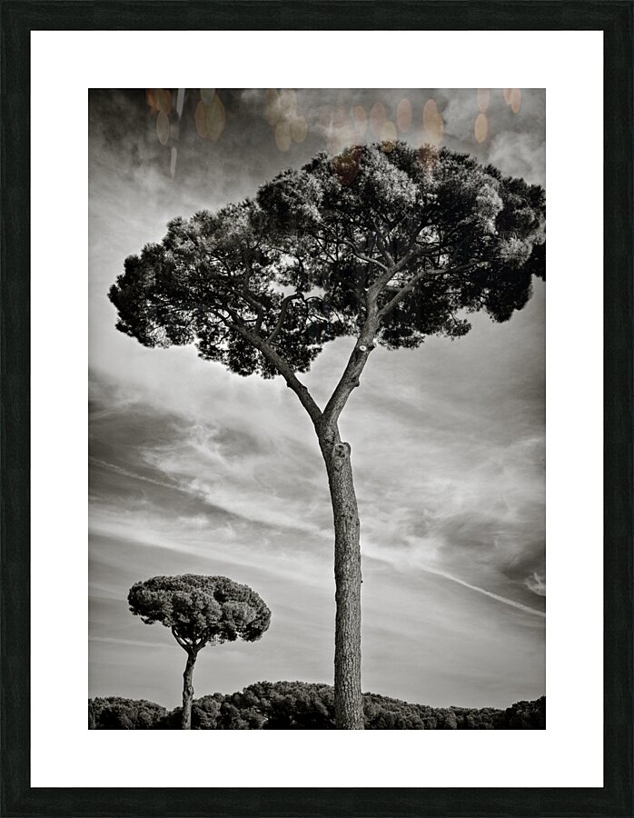 Roman Forum Trees Impression et Cadre photo