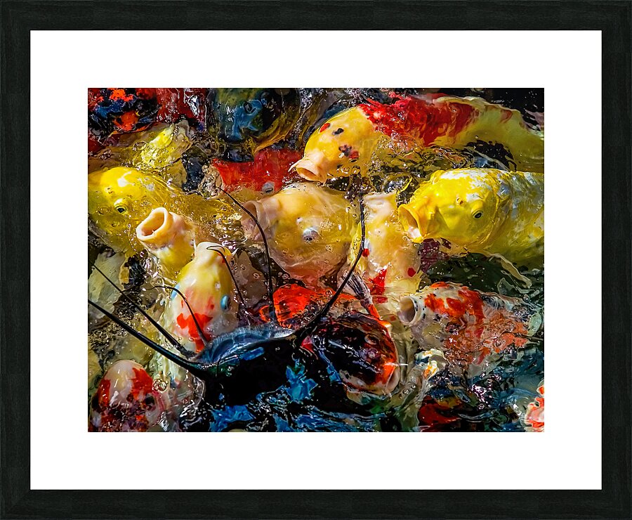 Fish Fight Impression et Cadre photo