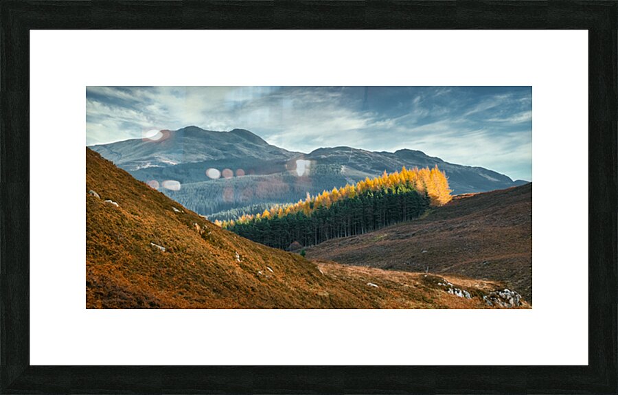 Tay Forest Edge Picture Frame print