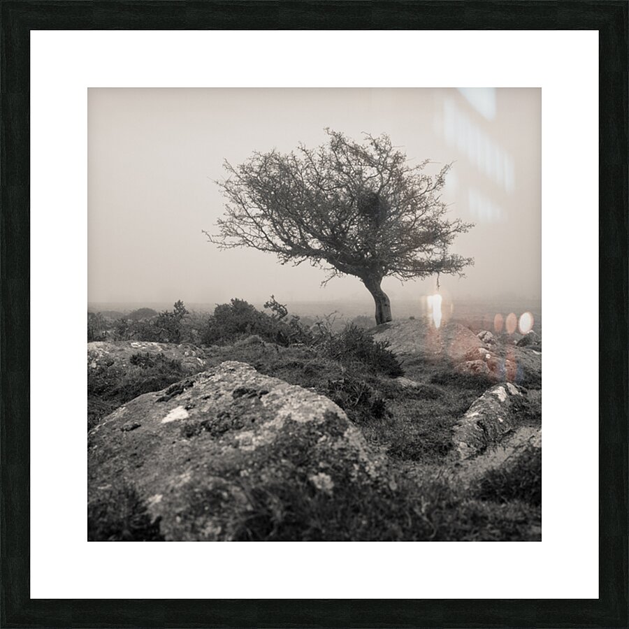 Dartmoor Tree Picture Frame print