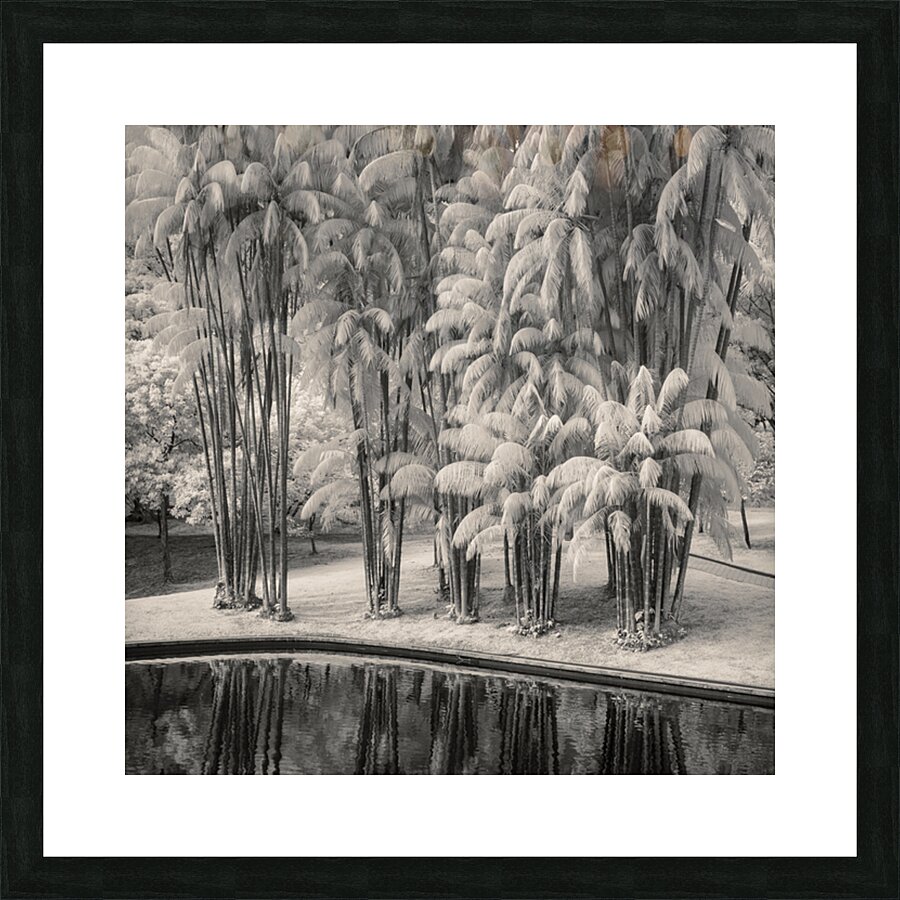 KLCC Park Bamboo Picture Frame print