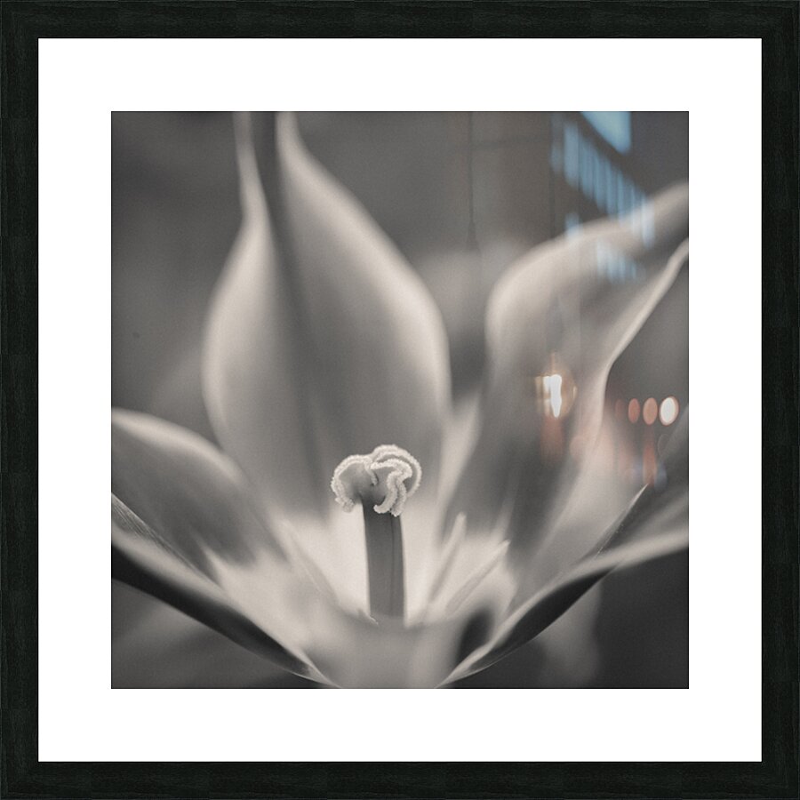 Tulip Pistil Picture Frame print