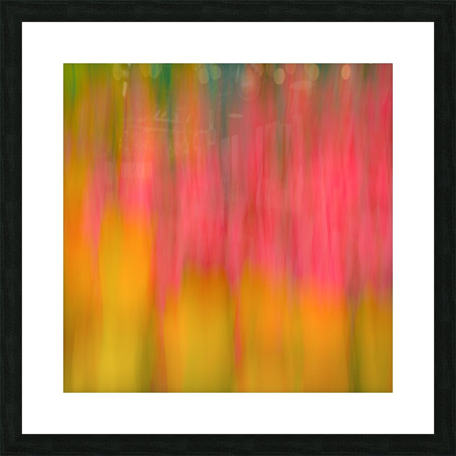 Tulips in Motion Picture Frame print