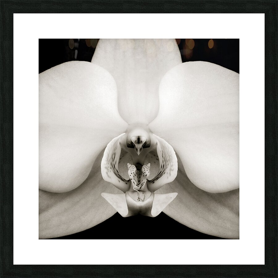 Orchid Picture Frame print