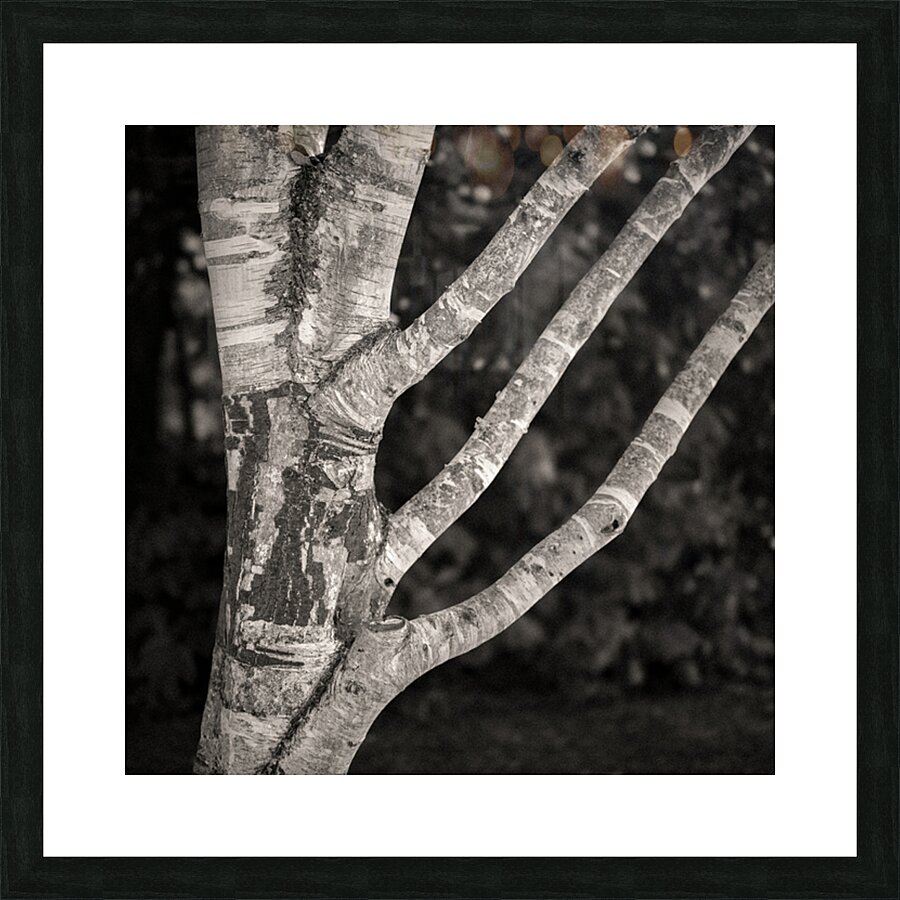 Burghley Birch Tree Impression et Cadre photo