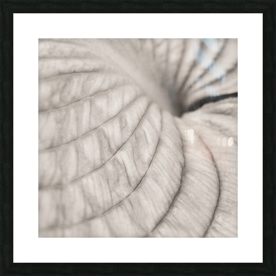 Hosta Leaf Picture Frame print