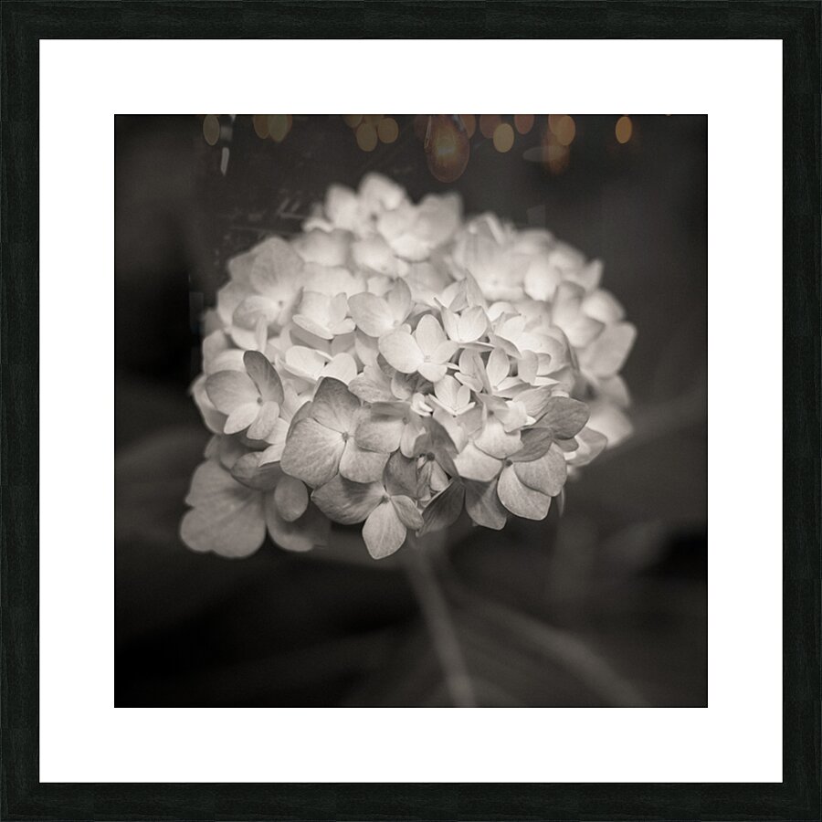 Hydrangea Picture Frame print