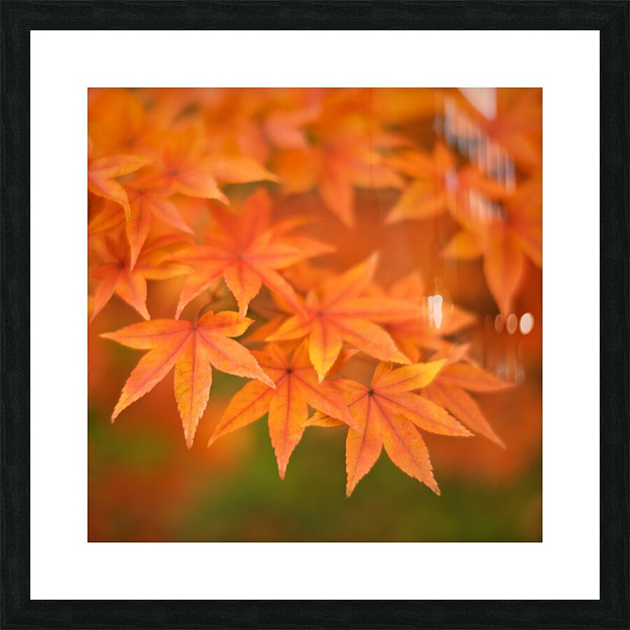 Leaves of Amber Picture Frame print