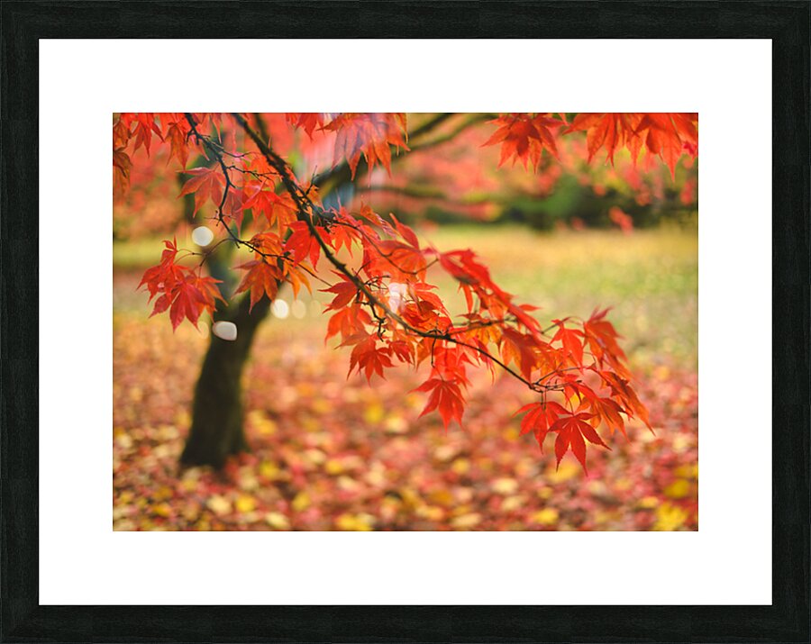 Autumn Japanese Maple Picture Frame print