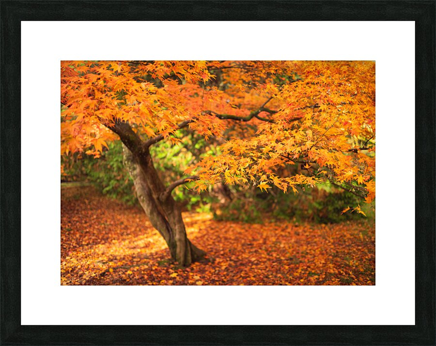 Maple Autumn Beauty Picture Frame print