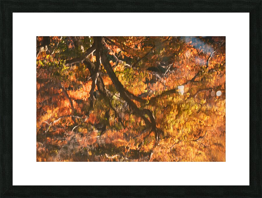 Shinjuku Gyoen Autumn Reflection Impression et Cadre photo